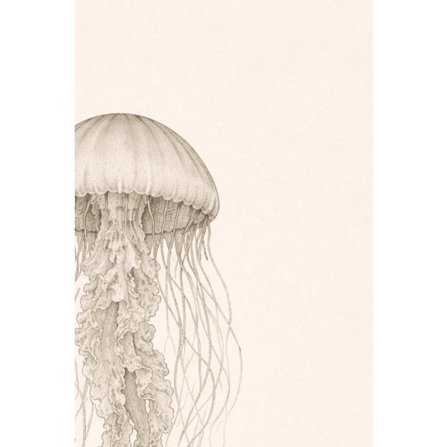 Paper Delicate Sea Nettle Study, Coastal Botanical Jellyfish Art Print, 24" × 36" For Sale - Image 7 of 10
