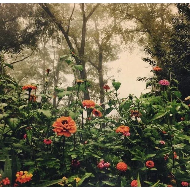 Garden in Fog. Original photograph by Louise Weinberg. Printed approximately 16 x 16" on heavyweight enhanced matte paper....