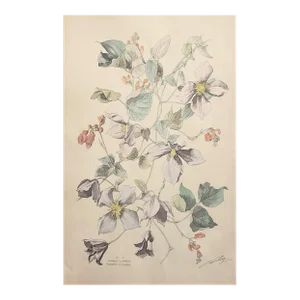 C1880s Large French Botanical Chromolithograph-Clematis, Signed, Matted
