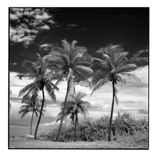 Paul Cooklin, Coconut Trees, Santa Maria, Edition of 50 For Sale
