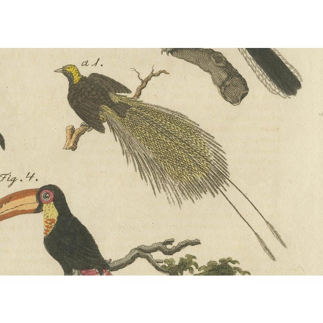 Bertuch, Toucan, Hornbill and Birds of Paradise, 1790, Engraving For Sale - Image 4 of 10