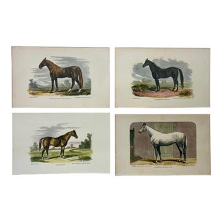 1864 Set of 4 Horse Prints, Unframed For Sale
