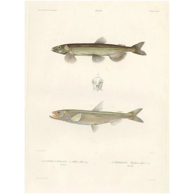 Blanchard, Capelin and the European Smelt, 1845, Hand-Colored Lithograph For Sale - Image 11 of 11