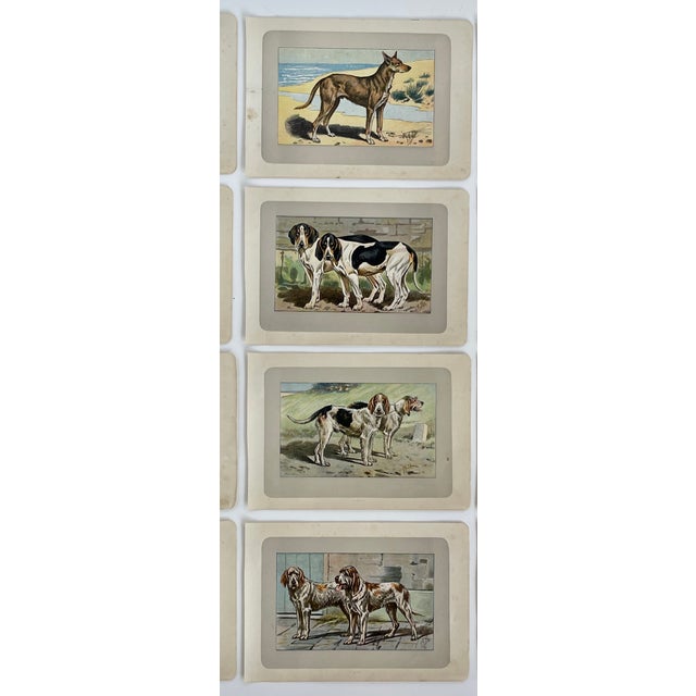 Illustration 1907 French Photogravure Prints - Collection of Twelve Hunting Dogs #2 - For Sale - Image 3 of 6