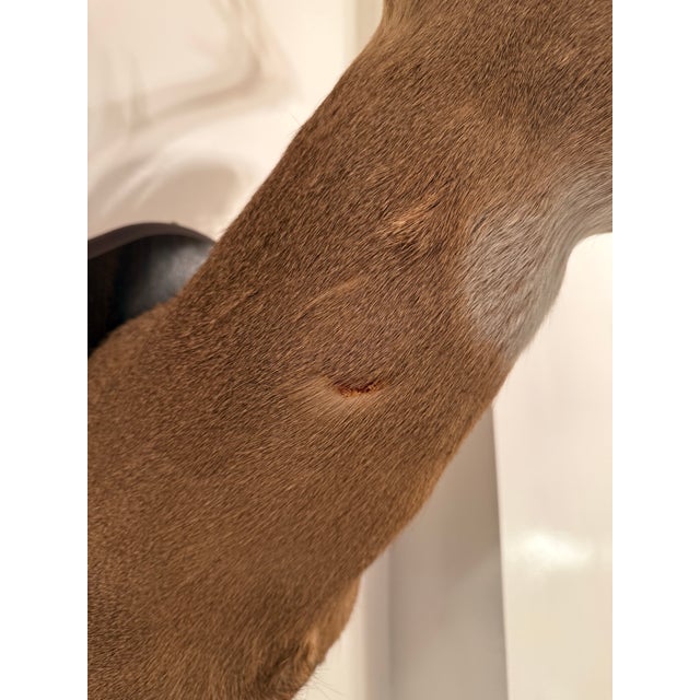 1990s White-Tailed Deer Taxidermy Mount on Wood Plaque - 7 Point For Sale - Image 10 of 12