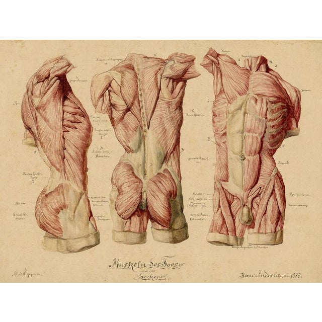 An original 1888 watercolour painting – Johann Anderla, Anatomical Study of Muscles of the Torso & Pelvis. A fine sheet of...
