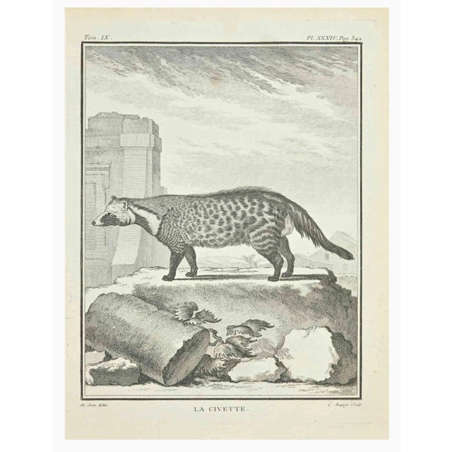 La Civette is an etching realized by Jacques Baron in 1771. It belongs to the suite "Histoire Naturelle de Buffon". The...