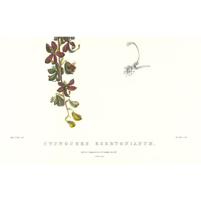 Realism Large 1973 Orchid Flower Lithograph "Cycnoches Egertonianum" (Sir Philip Egerton's Cycnoches) After James Bateman For Sale - Image 3 of 7