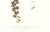 Realism Large 1973 Orchid Flower Lithograph "Cycnoches Egertonianum" (Sir Philip Egerton's Cycnoches) After James Bateman For Sale - Image 3 of 7
