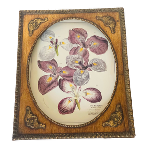 1950s Floral Iris Botanical Chromolithograph in Gold Frame Reproduction