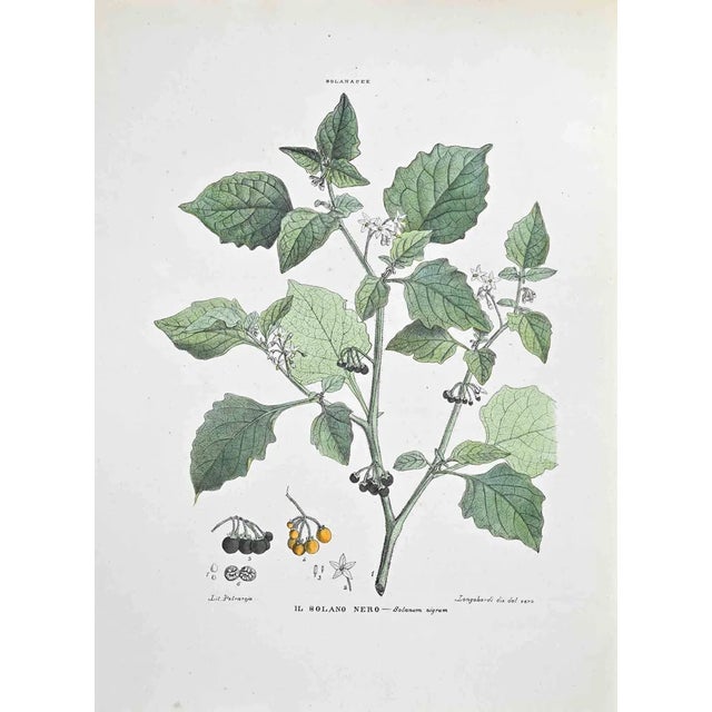 Vincenzo Tenore, The Black Solanum, Lithograph, 1870s For Sale