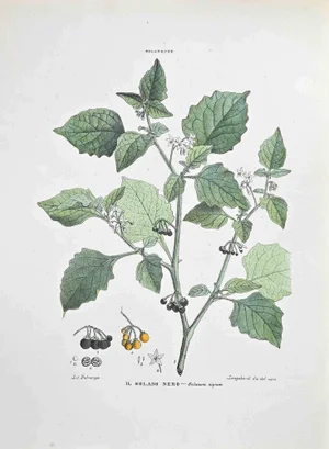 Vincenzo Tenore, The Black Solanum, Lithograph, 1870s