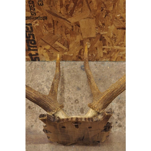Antique Black Forest Victorian Wall Mounted Taxidermy Large Deer Skull & Antlers For Sale - Image 16 of 17