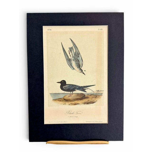 Victorian 19th Century Audubon Black Tern Royal Octavo Hand-Colored Lithograph, Framed For Sale - Image 3 of 7