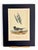 Victorian 19th Century Audubon Black Tern Royal Octavo Hand-Colored Lithograph, Framed For Sale - Image 3 of 7