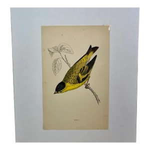 Antique Hand Tinted Bird Print From England Featuring a Yellow Colored Siskin - Circa 1880