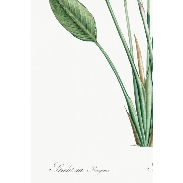 Bird of Paradise Illustration, Vintage Botanical Art Print Reproduction, 20" X 30" For Sale - Image 10 of 11