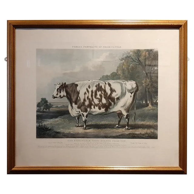 Mid 19th Century The Everingham Short Horned Prize Cow, 1843, Print, Framed For Sale - Image 5 of 5
