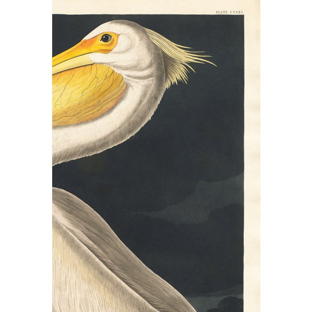 Paper American White Pelican (Audubon), Vintage Art Print Reproduction, 40" X 60" For Sale - Image 7 of 9