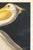 Paper American White Pelican (Audubon), Vintage Art Print Reproduction, 40" X 60" For Sale - Image 7 of 9
