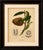 Title: antique bullock's heart botanical chromolithograph by hoola van nooten, c. 1880 : a beautiful original antique...