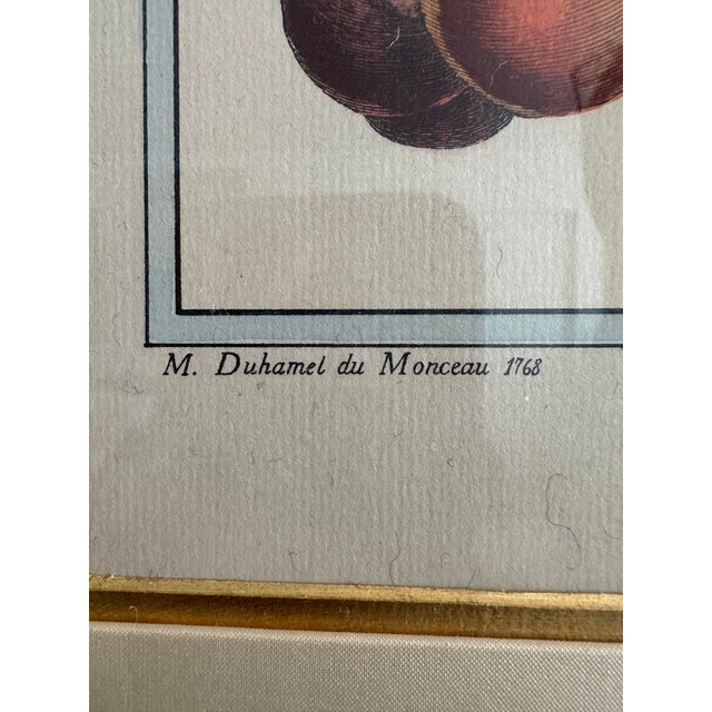 1768 French Botanical Print by Duhamel Du Monceau, Made From Original Hand Colored Copper Engraving. For Sale - Image 9 of 10