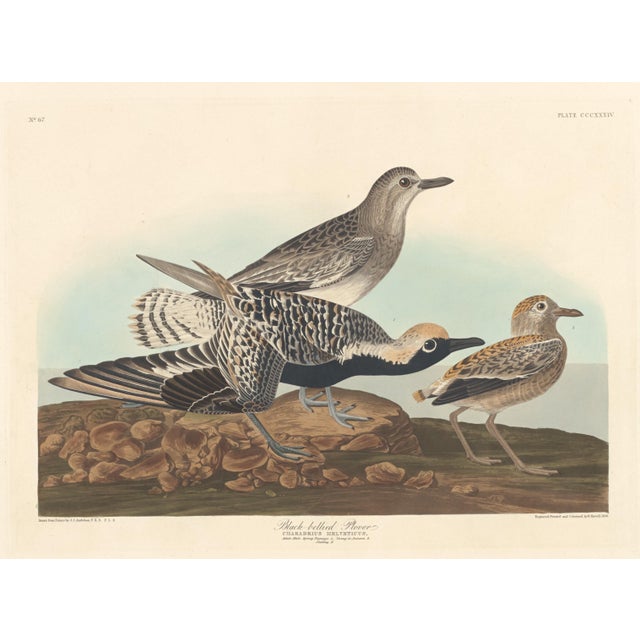 American Vintage Reproductions of 1966 John James Audubon Waterbird Prints Featuring Birds, Plovers and Sandpipers - Collection of 4 For Sale - Image 3 of 9