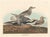 American Vintage Reproductions of 1966 John James Audubon Waterbird Prints Featuring Birds, Plovers and Sandpipers - Collection of 4 For Sale - Image 3 of 9
