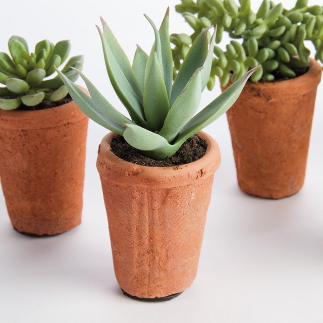Ceramic Potted Succulents 8.5", Set Of 6 For Sale - Image 7 of 9