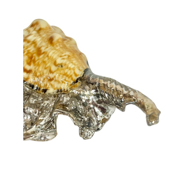 Vintage Partially Silvered Lambis Scorpion Spider Conch Shell in the Style of Bucellati For Sale - Image 10 of 10