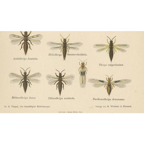 Richard Tümpel, Antique Entomology, 1908, Lithograph, Set of 2 For Sale - Image 10 of 11