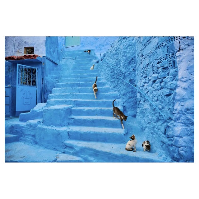 Tuul & Bruno Morandi, Morocco, Chefchaouen Town, The Blue City, Street Cat, Photographic Print, 2022 For Sale