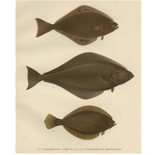 Flounder and Turbot and Plaice, 1895, Paper For Sale