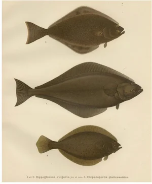 Flounder and Turbot and Plaice, 1895, Paper