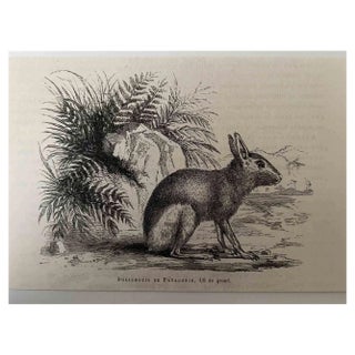 Paul Gervais, The Rabbit, Lithograph, 1854 For Sale