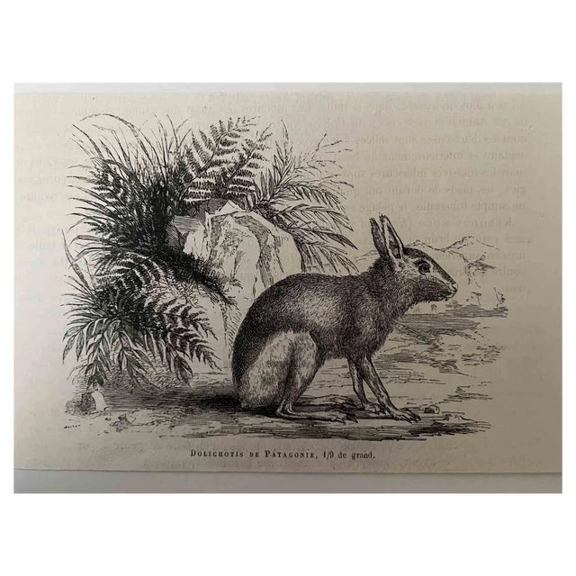 Paul Gervais, The Rabbit, Lithograph, 1854 For Sale