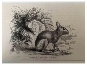 Paul Gervais, The Rabbit, Lithograph, 1854