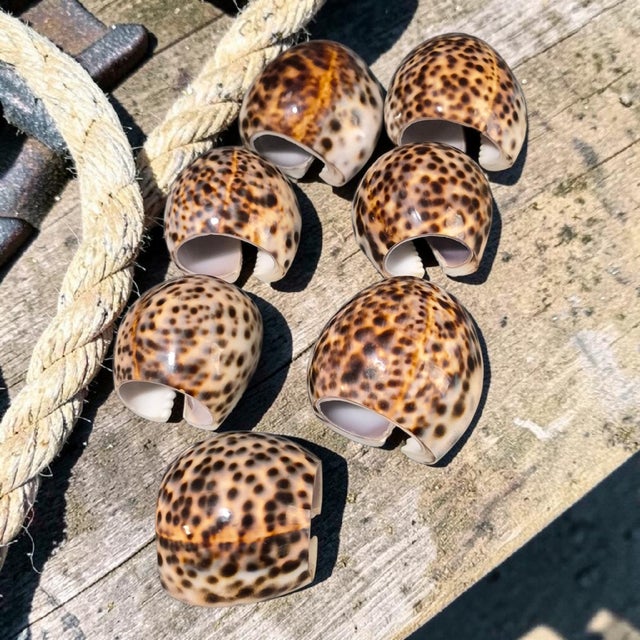 These Vintage Nautical Sea Life Table Décor of Seven Tiger Cowrie Shell Napkin Rings are perfect for all occasions, with a...