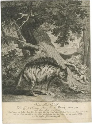 Ridinger, Indian Wolf, 1745, Paper