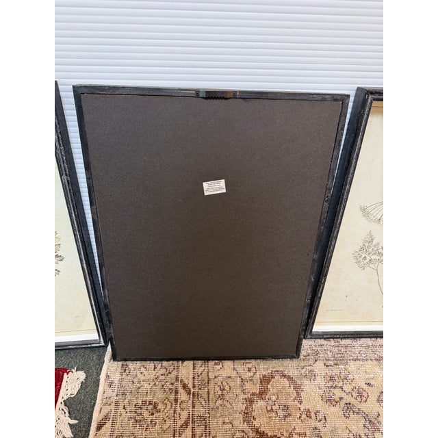 Napa Home & Garden Wildflower Study Art Prints, Set of Six For Sale - Image 4 of 12