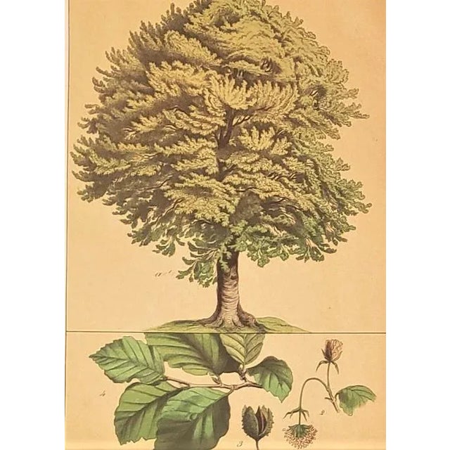OLD, UNUSUAL & RARE! This is a set of 3 matted original botanical chromolithographs of forest trees that date to the...