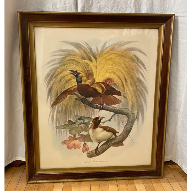 Framed Lithograph Paradisea Minor by J.Smit.lith For Sale - Image 13 of 13
