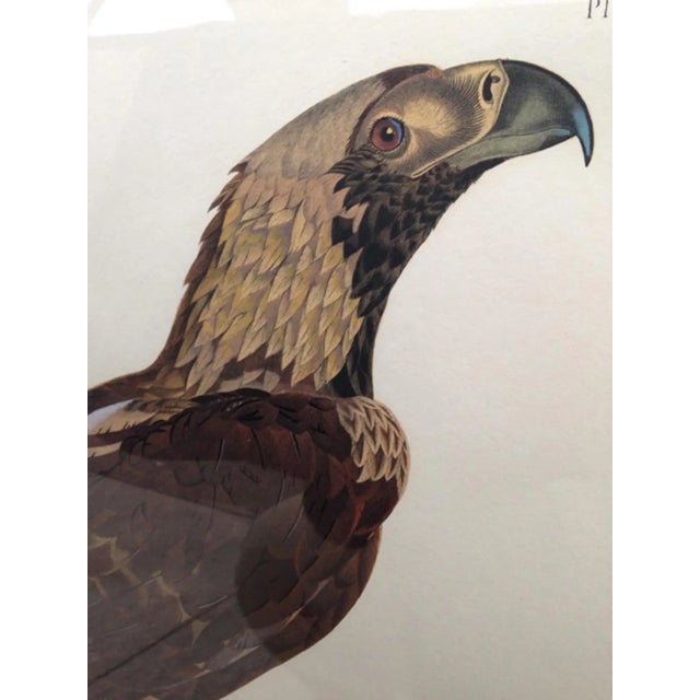 Sculpture Materials Eagle of Thebes, Large Hand-Colored Engraving From Napoleon’s Description De L’Égypte For Sale - Image 7 of 10