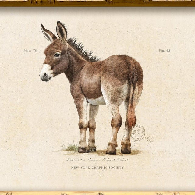This lovely donkey print is from our vintage "Garden Friends" series. Please note there are many images in this series,...
