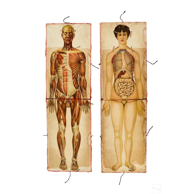 Brown Pair of Rare Life-Sized Pilz Anatomical Flap Manikins, Germany, c. 1890 For Sale - Image 8 of 18
