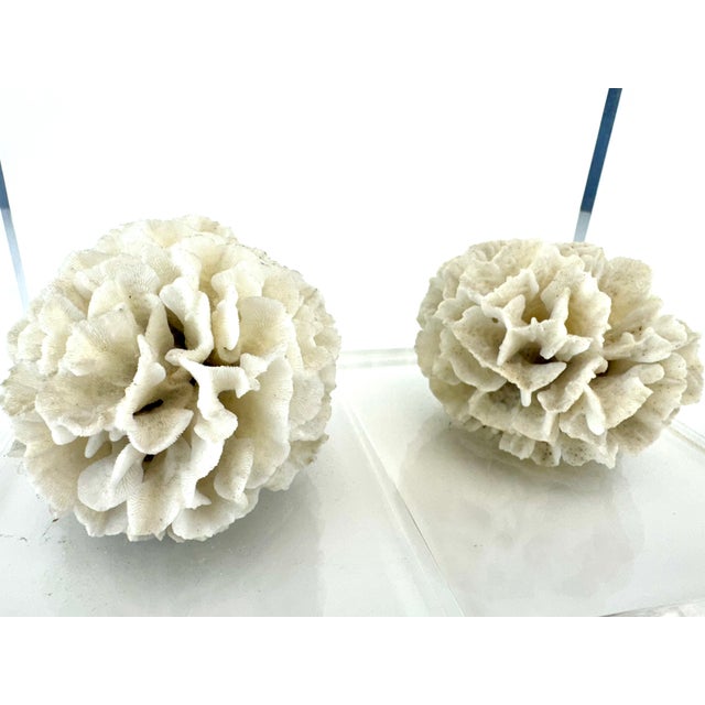 Plastic Vintage Mid Century Lucite Bookends With Natural Coral Specimens, Coastal Modern Sculptural Pair For Sale - Image 7 of 9
