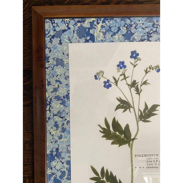 Wood Reproduction Pressed Flower Botanical Prints - Custom Burlwood Frames - Set of 2 For Sale - Image 7 of 8