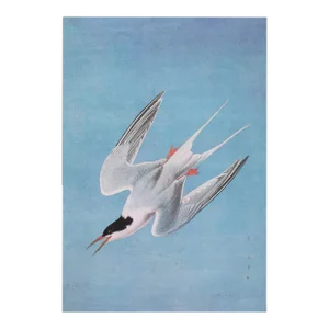 Roseate Tern After John James Audubon, 1966 Cottage Print