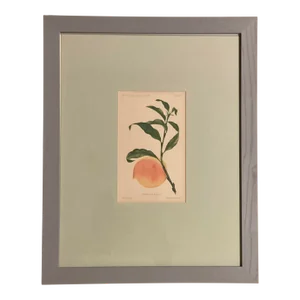 Bidwells Early Peach. 1888 Original Lithograph
