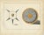 Title: 19th-Century Hand-Coloured Lithograph of Ornate Spiked and Circular Shields : This exquisite hand-coloured...